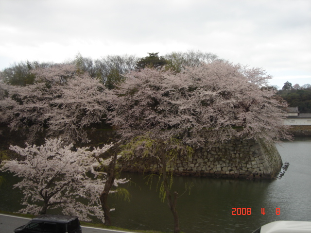 彦根城　桜.JPG